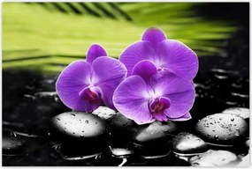 Poszterek 120x80 Orchideák a köveken