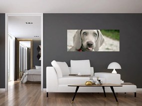 Kép - weimaraner kölyökkutya (120x50 cm)