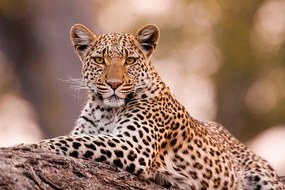 Fotográfia Leopard, Chobe National Park, Botswana, Mint Images/ Art Wolfe