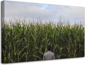 Vászonkép Natura Kukoricamező 80x50 cm