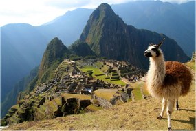 Kép - Láma és Machu Picchu (90x60 cm)