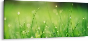 Kép - harmatos fű (120x50 cm)
