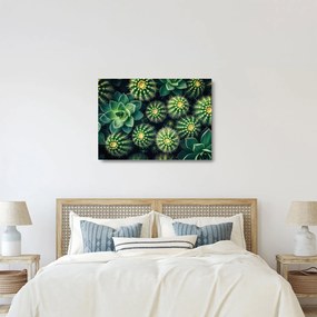 Üveg kép - Kaktuszok (70x50 cm)