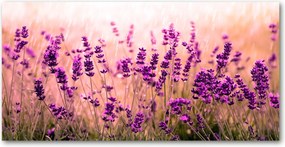 Fotótapéta falra edzett üveg Levendula 140x70