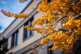 Poszter 45x30cm Arany bogyók