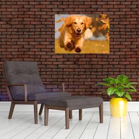 Üveg kép - Golden Retriever (70x50 cm)