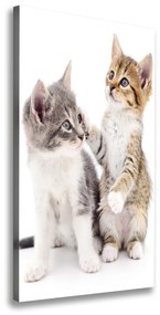 Vászonkép Két kis macska ocv-120060855