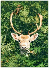 Poszterek 50x70 Szarvas felszarvazott