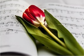 Egy vörös tulipán képe (90x60 cm)