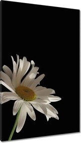 Vászonkép 80x120 Fehér virágego kamilla
