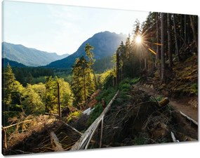 Vászonkép 100x70 Hegyek Napfény Erdő Ösvény