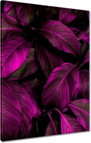 Vászonkép 60x80 Gyönyörű fukszia levelek