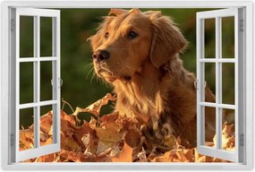 Poszterek 60x40 Őszi kutya portré fotó