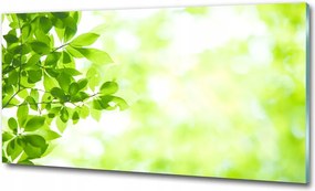 Fotótapéta falra edzett üveg Levendula 125x50