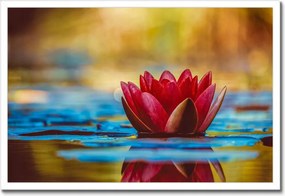 Poszter keretben 60x40 Tavirózsa Virág Víz