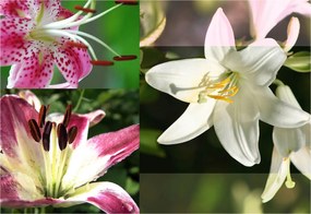 Flizelin fotótapéta Liliomok Finom árnyalatok Makro részlet 200x140 +ragasztó