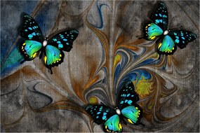 Kép - fényes pillangók képben (90x60 cm)
