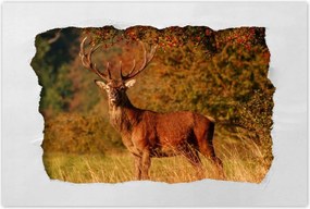 Poszter 60x40 Királyszarvas