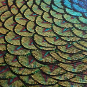 Kép - Pávatollak (90x60 cm)