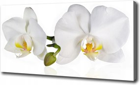 Canvas falikép Orchidea 100x70 cm