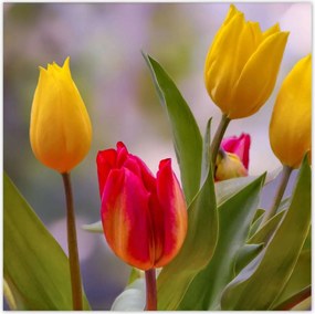 Poszterek 100x100 Tulipánok Virágok