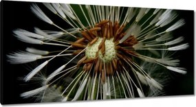 Vászonkép 115x55 Pitypang Virág Virágok