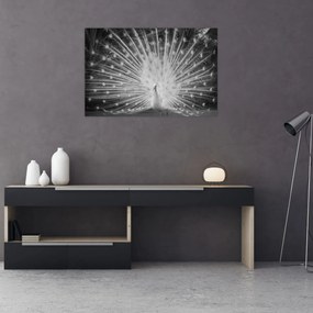 Kép - Fehér páva (90x60 cm)