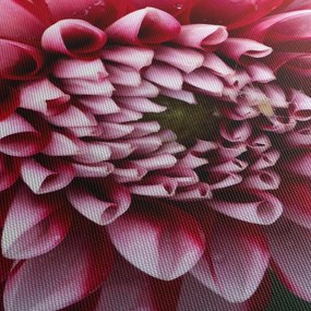 Rózsaszín dália képe (90x60 cm)