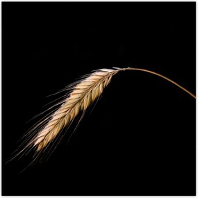 Poszterek 100x100 Kalász rozs gabona arany