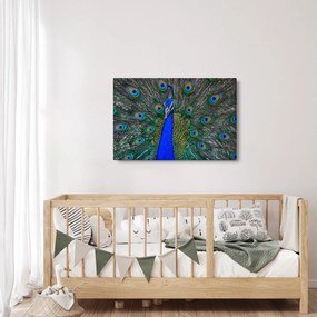 Kép - Páva (90x60 cm)