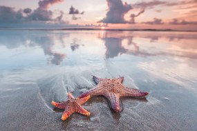 Fotográfia Starfish on beach, IvanMikhaylov