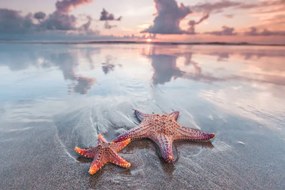 Művészeti fotózás Starfish on beach, IvanMikhaylov, (40 x 26.7 cm)