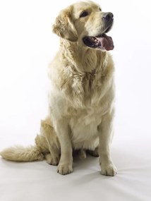 Poszter 61x90,5cm Golden Retriever, fehér alapon, Assaf Frank