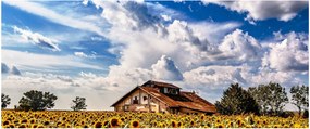Napraforgó mező képe (120x50 cm)