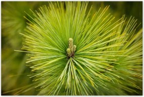 Poszterek 120x80 Ág