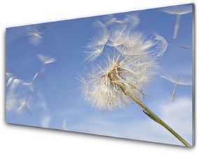 Akril üveg kép pitypang növény 100x50 cm