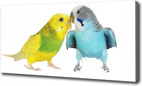 Vászonkép Hullámos papagájok 120x60 cm