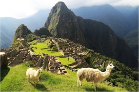 Kép - Lámák Machu Picchuban (90x60 cm)
