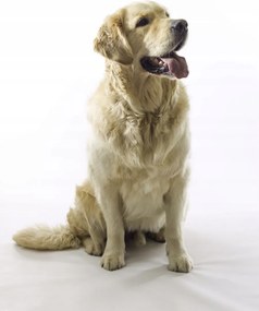 Poszter 60x80cm Golden Retriever, fehér alapon, Assaf Frank