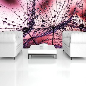 Fotótapéta - Pitypang - absztrakt - lila (152,5x104 cm)