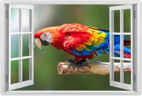 Poszterek 90x60 Színes papagáj