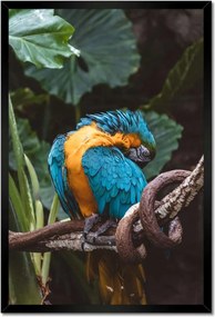 Poszterek keretben 40x60 Papagájok Madarak