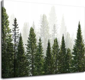 Vászonkép Esőerdő Természet Fák 100x80 cm