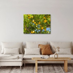 Kép - Citromfa (70x50 cm)