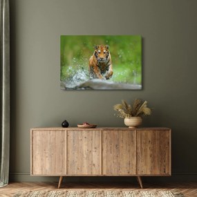 Kép - Futó tigris (90x60 cm)