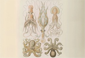 Fotótapéta Flizelin Dekoratív Hálószoba Tengeri élet 152x104 Ragasztó