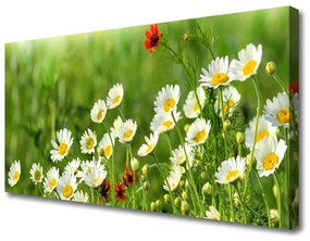Vászonkép Daisy növény természet 100x50 cm