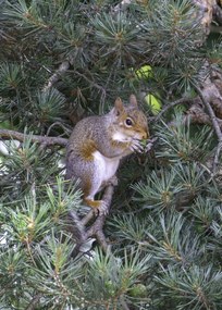 Poszter 50x70cm Mókus, Assaf Frank