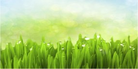 Üvegpanel a konyhába Fű 120x60 cm Ragasztó