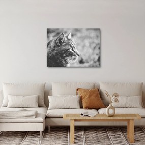 Kép - Macska (70x50 cm)
